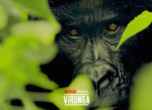 Documentaire sur la protection des gorilles produit par Netflix et conseillé par Leo DiCaprio.